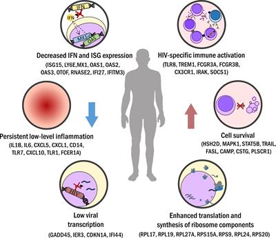 Omic Technologies in HIV: Searching Transcriptional Signatures Involved in Long-Term Non-Progressor and HIV Controller Phenotypes